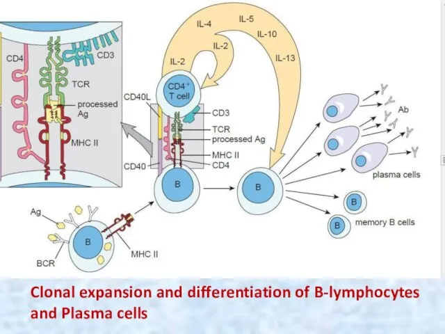 Clonal expansion and differentiation of B-lymphocytes and Plasma cells