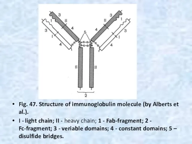Fig. 47. Structure of immunoglobulin molecule (by Alberts et al.).