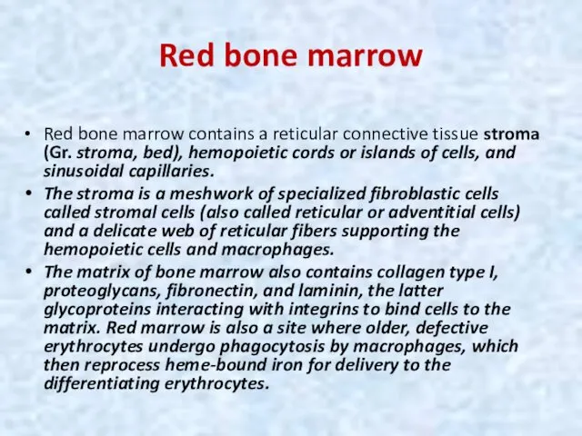 Red bone marrow Red bone marrow contains a reticular connective