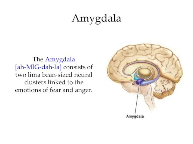 Amygdala The Amygdala [ah-MIG-dah-la] consists of two lima bean-sized neural