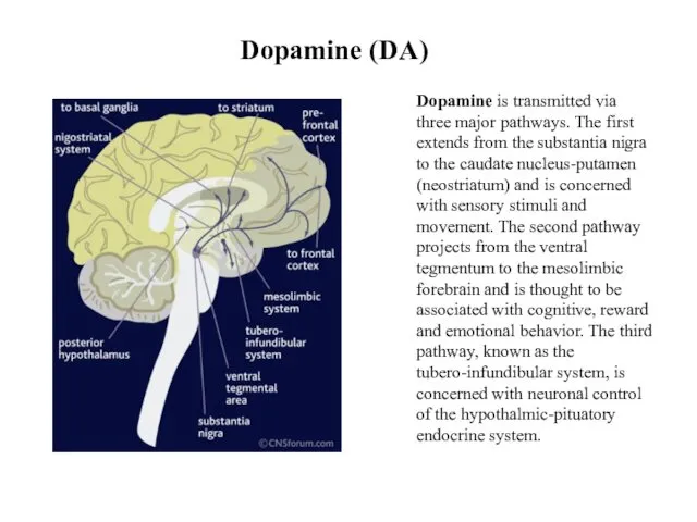 Dopamine (DA) Dopamine is transmitted via three major pathways. The