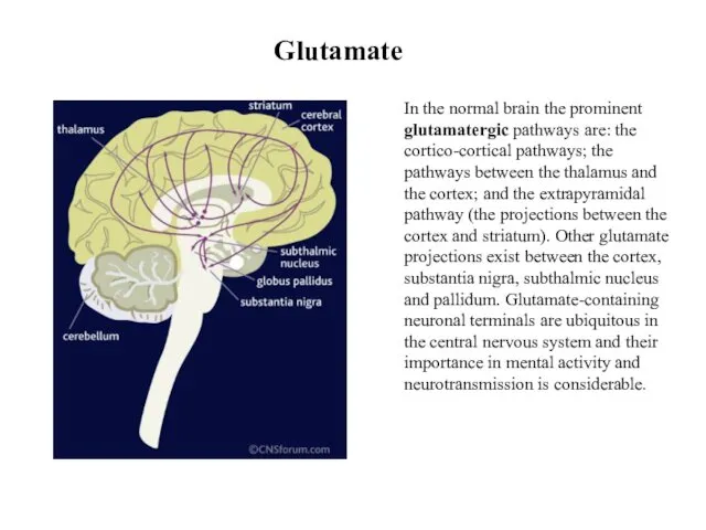Glutamate In the normal brain the prominent glutamatergic pathways are: