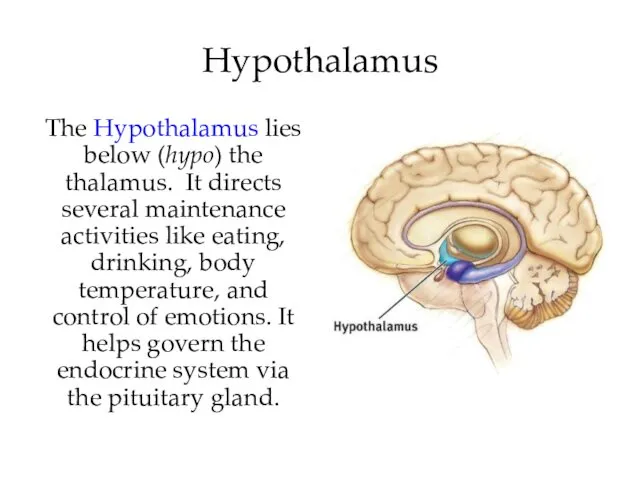 Hypothalamus The Hypothalamus lies below (hypo) the thalamus. It directs