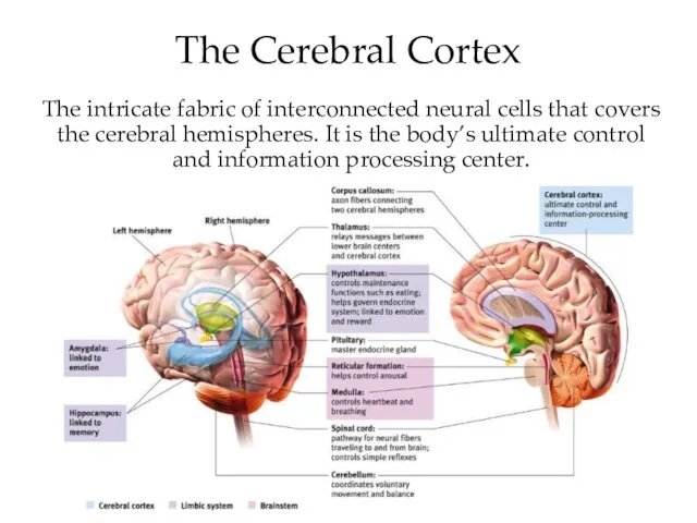 The Cerebral Cortex The intricate fabric of interconnected neural cells