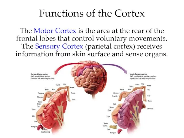 Functions of the Cortex The Motor Cortex is the area