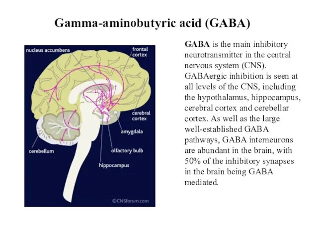 Gamma-aminobutyric acid (GABA) GABA is the main inhibitory neurotransmitter in