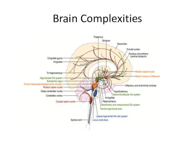 Brain Complexities