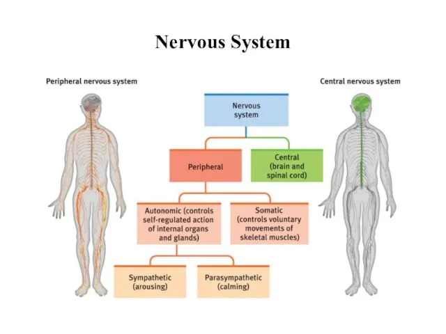 Nervous System