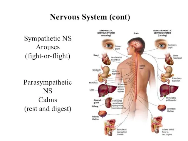 Nervous System (cont) Sympathetic NS Arouses (fight-or-flight) Parasympathetic NS Calms (rest and digest)