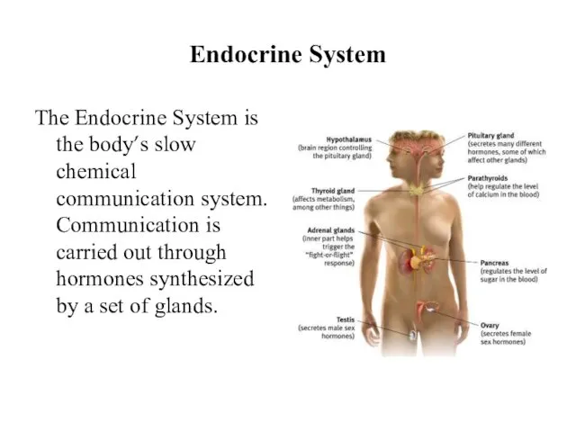 Endocrine System The Endocrine System is the body’s slow chemical