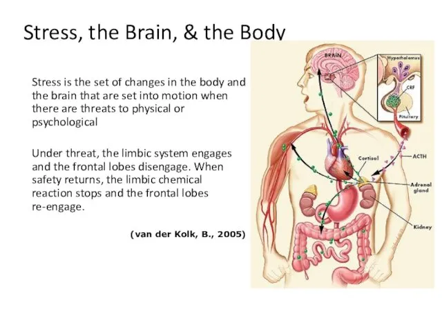 Stress, the Brain, & the Body Stress is the set