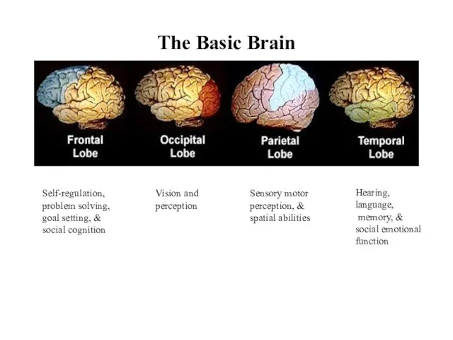 The Basic Brain Self-regulation, problem solving, goal setting, & social