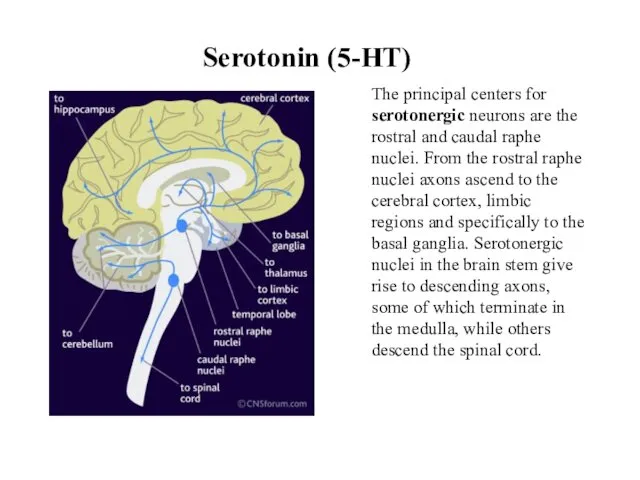 Serotonin (5-HT) The principal centers for serotonergic neurons are the