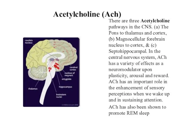 Acetylcholine (Ach) There are three Acetylcholine pathways in the CNS.