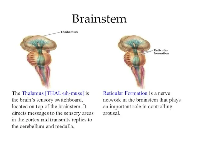 Brainstem The Thalamus [THAL-uh-muss] is the brain’s sensory switchboard, located