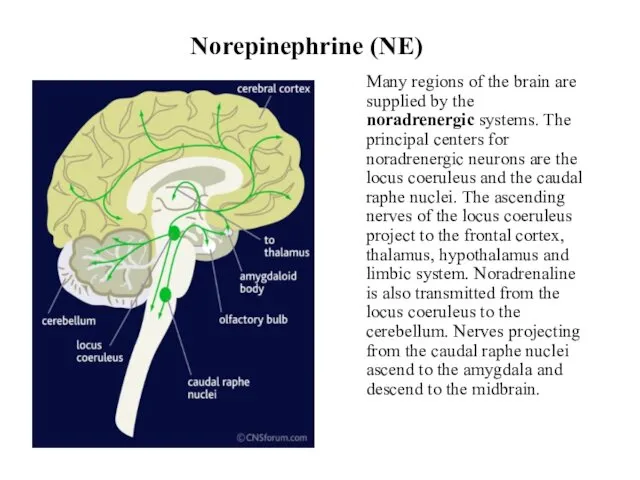 Norepinephrine (NE) Many regions of the brain are supplied by