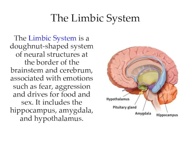 The Limbic System is a doughnut-shaped system of neural structures