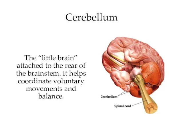 The “little brain” attached to the rear of the brainstem.