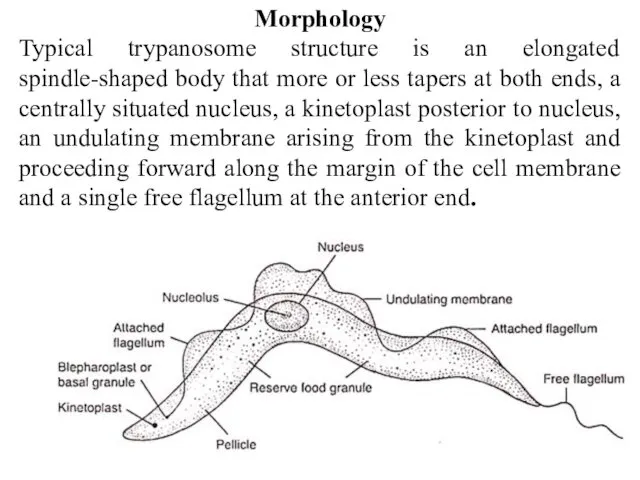 Morphology Typical trypanosome structure is an elongated spindle-shaped body that