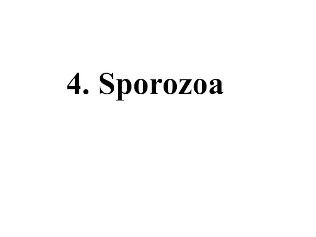 4. Sporozoa