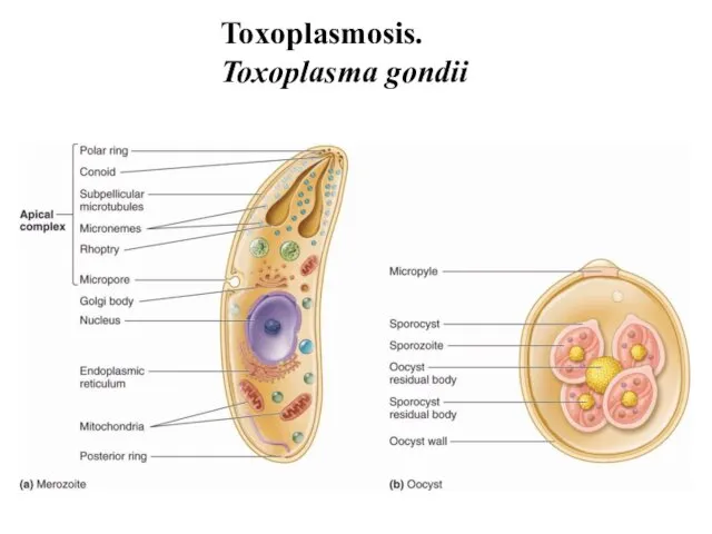 Toxoplasmosis. Toxoplasma gondii