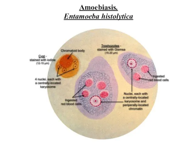 Amoebiasis. Entamoeba histolytica