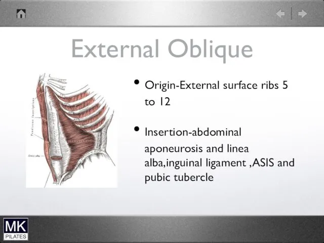 External Oblique Origin-External surface ribs 5 to 12 Insertion-abdominal aponeurosis