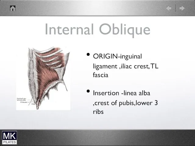 Internal Oblique ORIGIN-inguinal ligament ,iliac crest, TL fascia Insertion -linea alba ,crest of pubis,lower 3 ribs