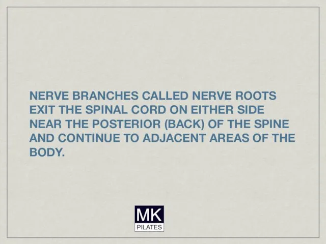 NERVE BRANCHES CALLED NERVE ROOTS EXIT THE SPINAL CORD ON