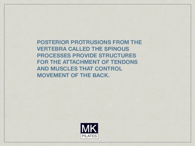 POSTERIOR PROTRUSIONS FROM THE VERTEBRA CALLED THE SPINOUS PROCESSES PROVIDE