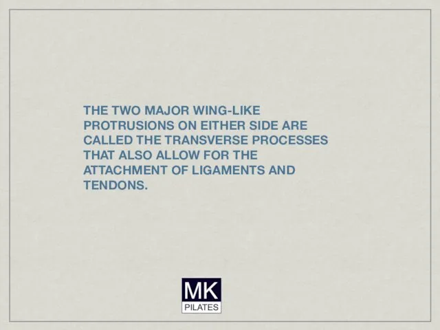 THE TWO MAJOR WING-LIKE PROTRUSIONS ON EITHER SIDE ARE CALLED