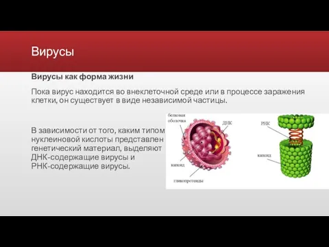 Вирусы Вирусы как форма жизни Пока вирус находится во внеклеточной