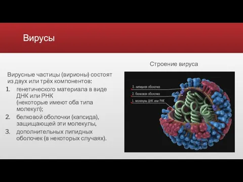 Вирусы Вирусные частицы (вирионы) состоят из двух или трёх компонентов: генетического материала в