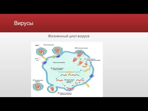 Вирусы Жизненный цикл вируса