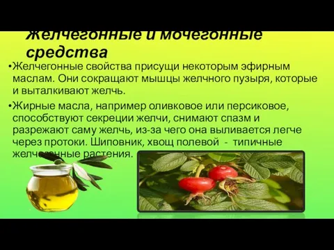 Желчегонные и мочегонные средства Желчегонные свойства присущи некоторым эфирным маслам.