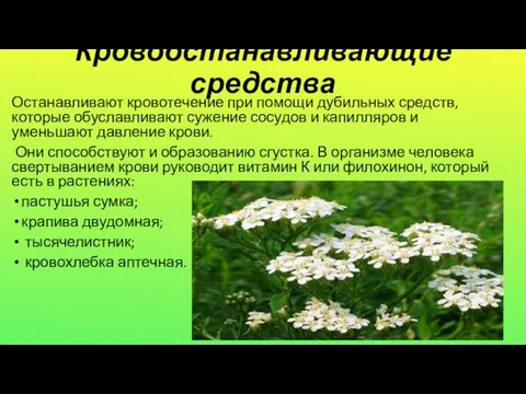 Кровоостанавливающие средства Останавливают кровотечение при помощи дубильных средств, которые обуславливают