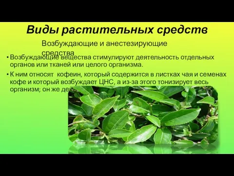 Виды растительных средств Возбуждающие вещества стимулируют деятельность отдельных органов или