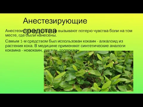 Анестезирующие средства вызывают потерю чувства боли на том месте, где