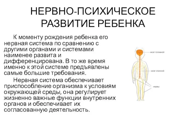 НЕРВНО-ПСИХИЧЕСКОЕ РАЗВИТИЕ РЕБЕНКА К моменту рождения ребенка его нервная система