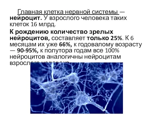 Главная клетка нервной системы — нейроцит. У взрослого человека таких