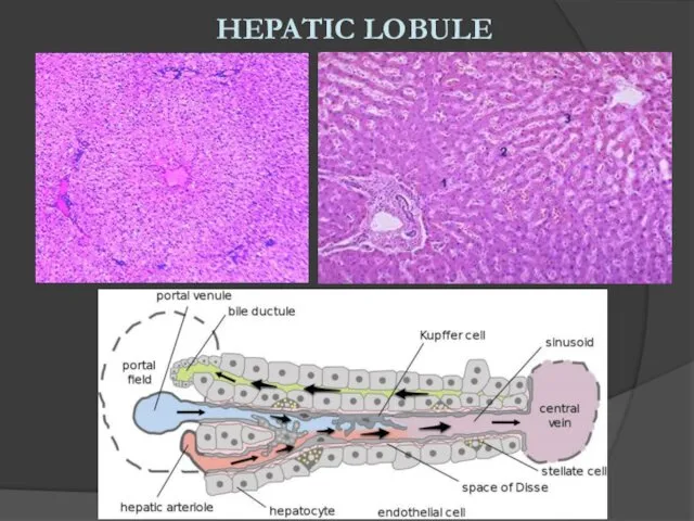 HEPATIC LOBULE