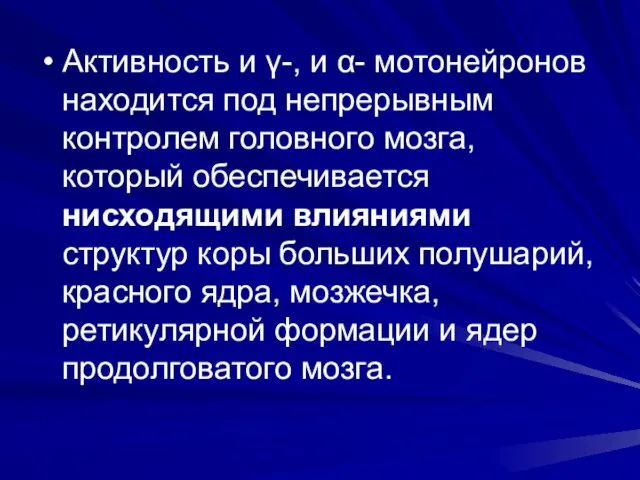 Активность и γ-, и α- мотонейронов находится под непрерывным контролем