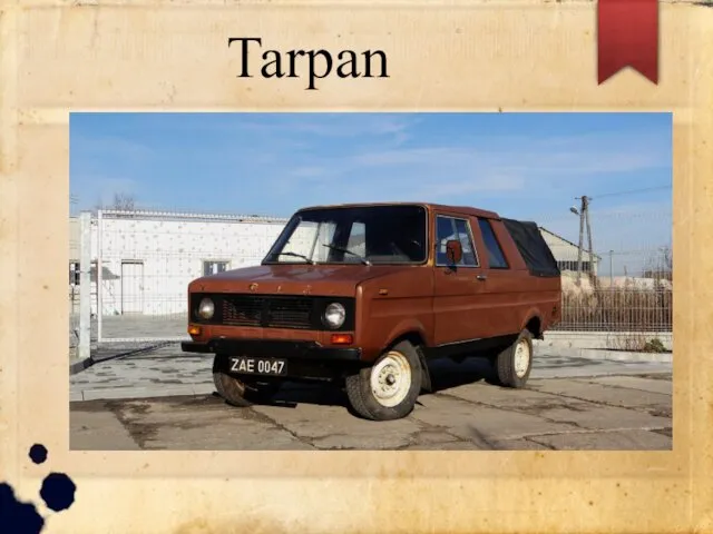 Tarpan