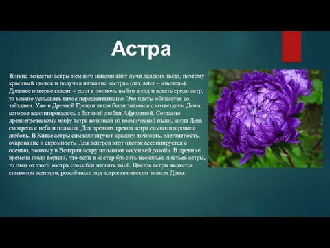 Астра Тонкие лепестки астры немного напоминают лучи далёких звёзд, поэтому