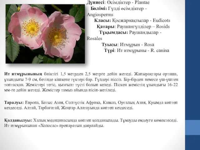 Дүниесі: Өсімдіктер - Plantae Бөлімі: Гүлді өсімдіктер - Angiosperms Класы: