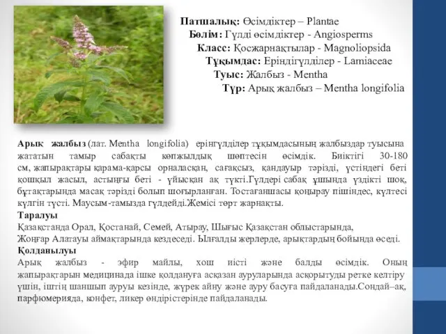 Патшалық: Өсімдіктер – Plantae Бөлім: Гүлді өсімдіктер - Angiosperms Класс: