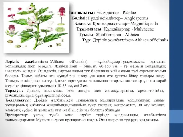 Патшалығы: Өсімдіктер - Plantae Бөлімі: Гүлді өсімдіктер– Angiosperms Классы: Қос