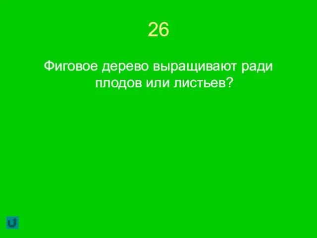 26 Фиговое дерево выращивают ради плодов или листьев?