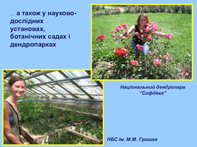 … а також у науково-дослідних установах, ботанічних садах і дендропарках