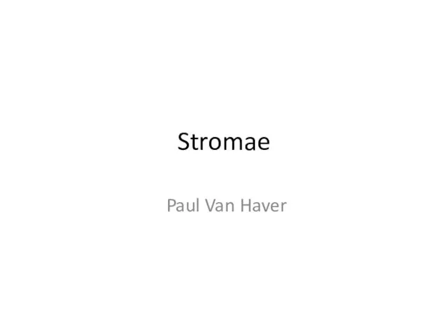 Поль Ван Авэр (Stromae)